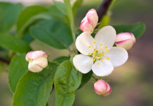 la-fleur-de-bach-10